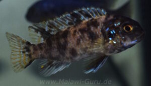 Tropheops sp. 'black dorsal' Makonde